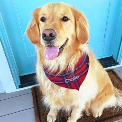 Personalized Dog Bandana -Fashion Clothing Store tLR Holiday Plaid Dog Bandana on golden retriever