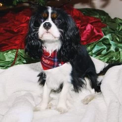 Personalized Dog Bandana -Fashion Clothing Store tLR dog bandana on riley